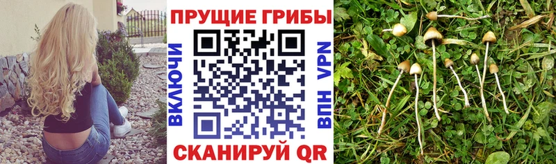 Псилоцибиновые грибы Magic Shrooms  где продают   Михайловка 